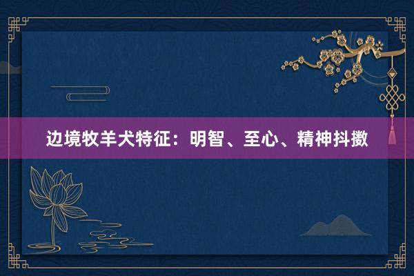 边境牧羊犬特征：明智、至心、精神抖擞